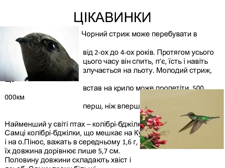 ЦІКАВИНКИ Чорний стриж може перебувати в повітрі від 2-ох до 4-ох