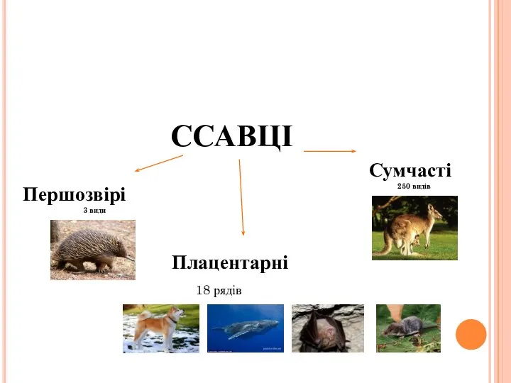 ССАВЦІ Першозвірі 3 види Плацентарні Сумчасті 250 видів 18 рядів