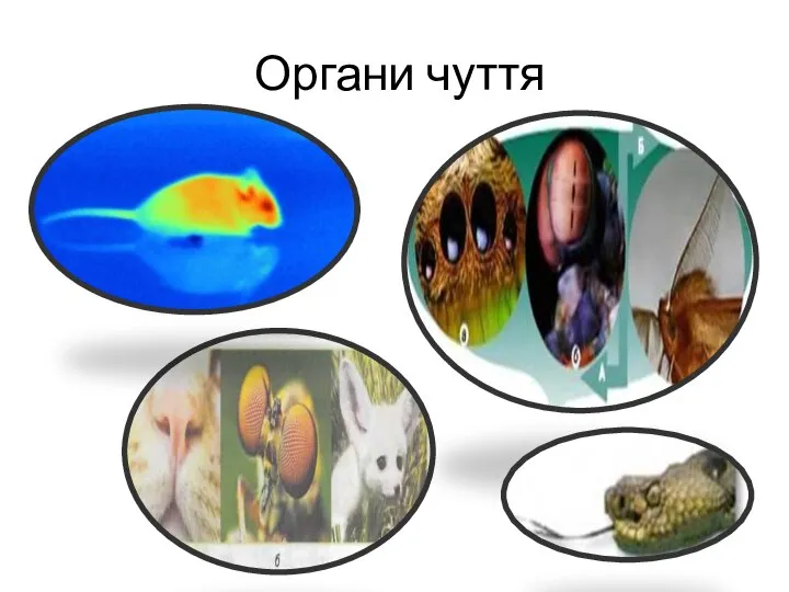 Органи чуття