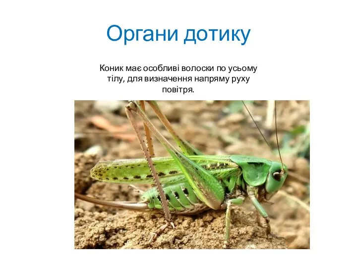 Органи дотику Коник має особливі волоски по усьому тілу, для визначення напряму руху повітря.