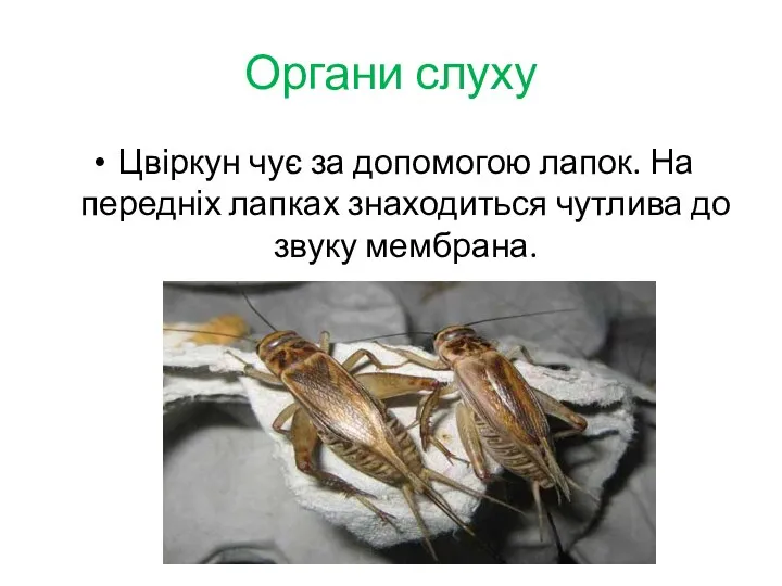 Органи слуху Цвіркун чує за допомогою лапок. На передніх лапках знаходиться чутлива до звуку мембрана.