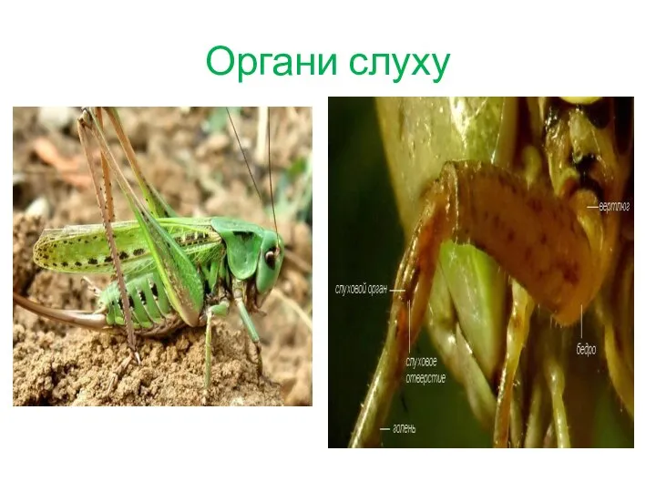 Органи слуху