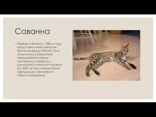 Саванна Первую саванну в 1986-м году представил миру заводчик бенгалов Джуди