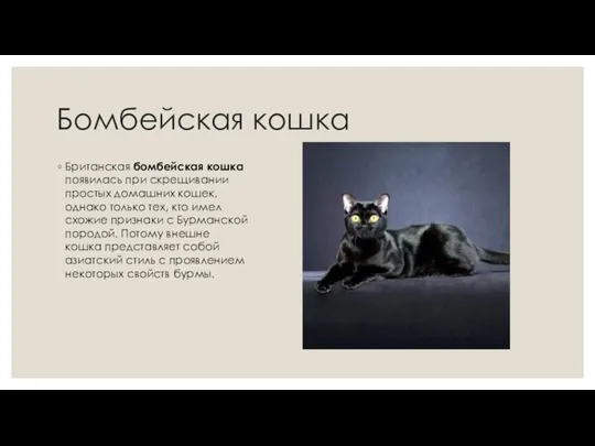 Бомбейская кошка Британская бомбейская кошка появилась при скрещивании простых домашних кошек,