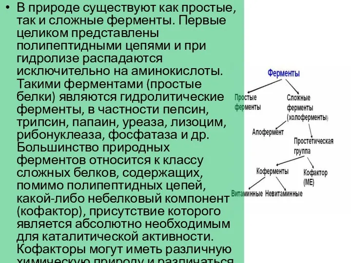 В природе существуют как простые, так и сложные ферменты. Первые целиком