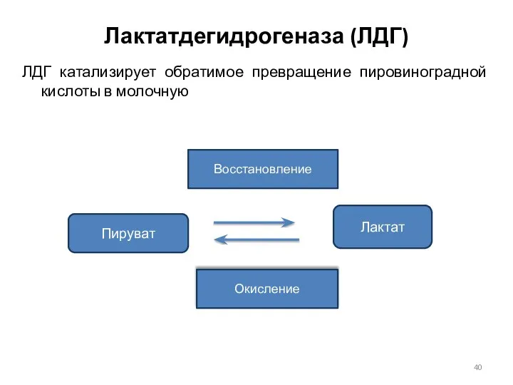 Лактатдегидрогеназа (ЛДГ) ЛДГ катализирует обратимое превращение пировиноградной кислоты в молочную Пируват Лактат Восстановление Окисление