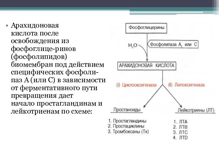 Арахидоновая кислота после освобождения из фосфоглице-ринов (фосфолипидов) биомембран под действием специфических