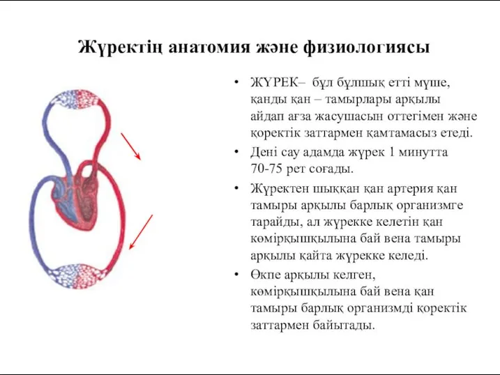 Жүректің анатомия және физиологиясы ЖҮРЕК– бұл бұлшық етті мүше, қанды қан