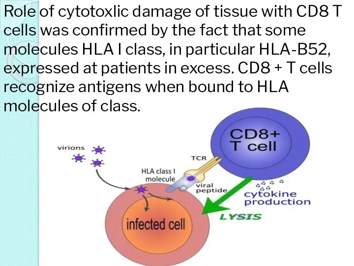 Role of cytotoxlic damage of tissue with CD8 T cells was