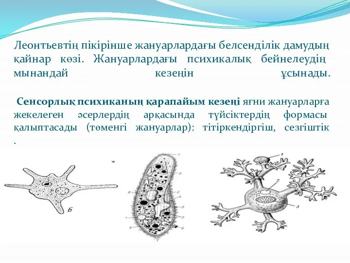 Леонтьевтің пікірінше жануарлардағы белсенділік дамудың қайнар көзі. Жануарлардағы психикалық бейнелеудің мынандай