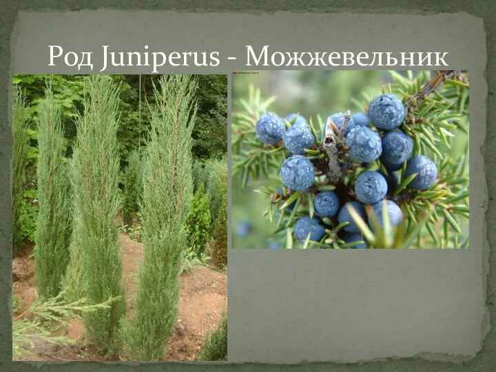 Род Juniperus - Можжевельник