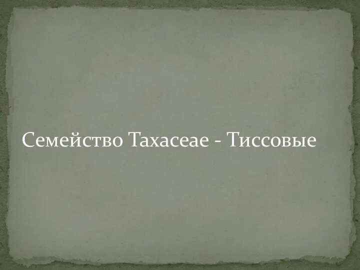 Семейство Taxaceae - Тиссовые