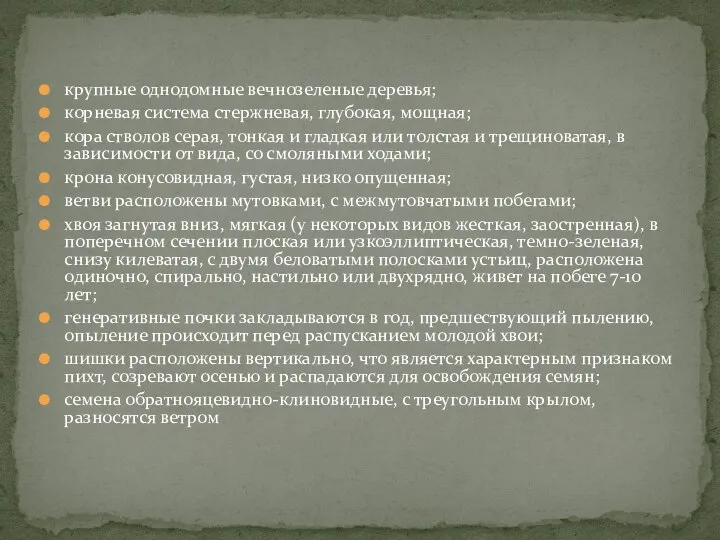 крупные однодомные вечнозеленые деревья; корневая система стержневая, глубокая, мощная; кора стволов