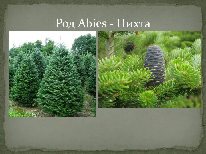 Род Abies - Пихта