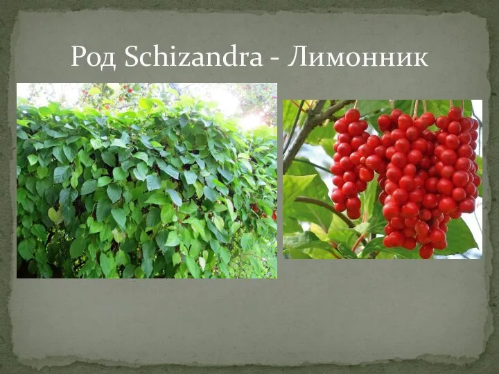 Род Schizandra - Лимонник