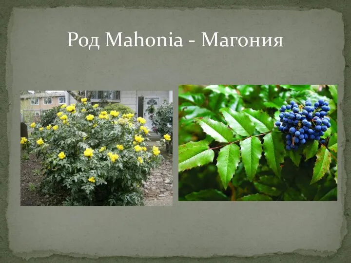 Род Mahonia - Магония