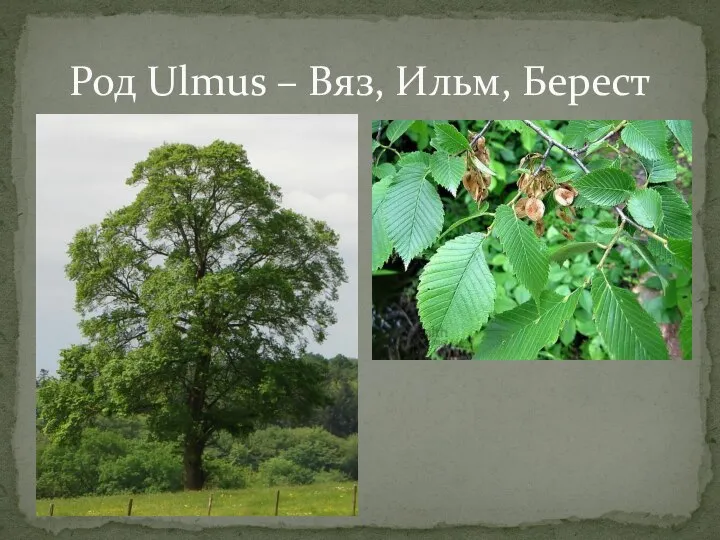 Род Ulmus – Вяз, Ильм, Берест