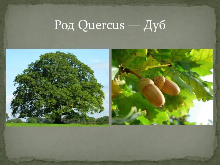 Род Quercus — Дуб