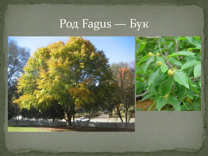 Род Fagus — Бук