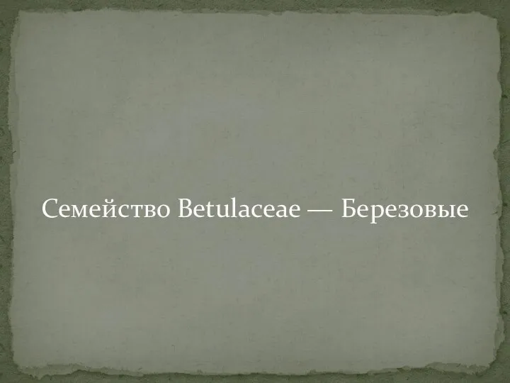 Семейство Betulaceae — Березовые