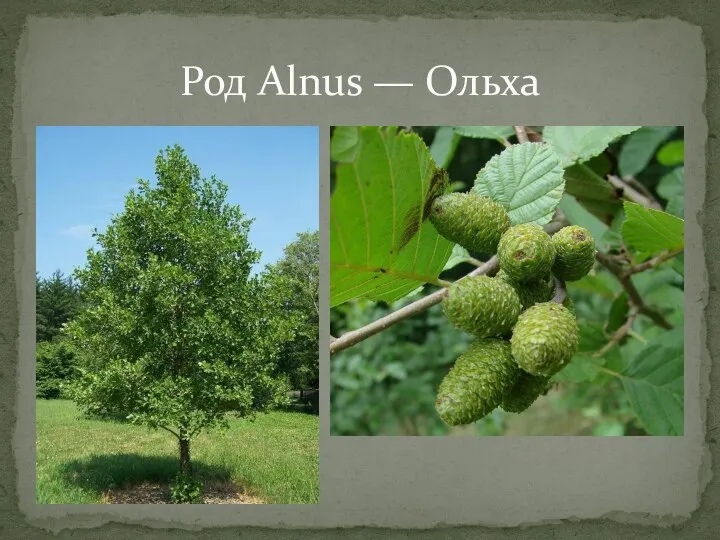 Род Alnus — Ольха