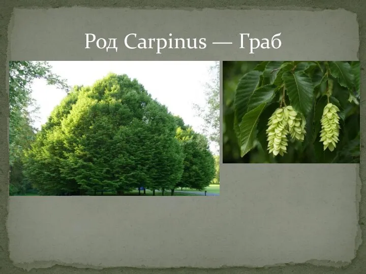 Род Carpinus — Граб