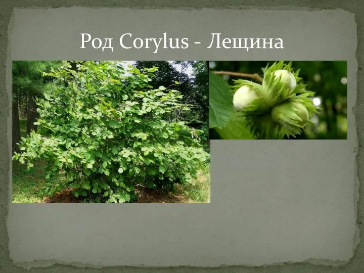 Род Corylus - Лещина