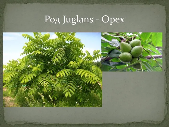 Род Juglans - Орех