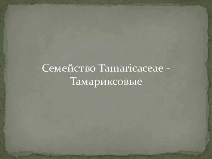 Семейство Tamaricaceae - Тамариксовые