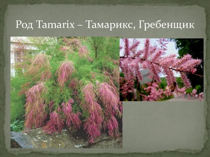 Род Tamarix – Тамарикс, Гребенщик