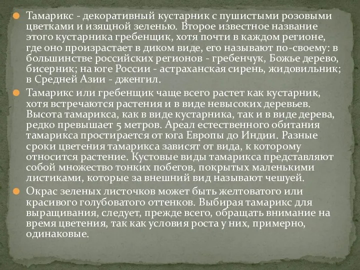 Тамарикс - декоративный кустарник с пушистыми розовыми цветками и изящной зеленью.