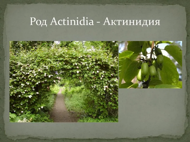 Род Actinidia - Актинидия