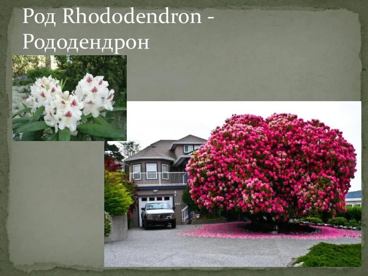 Род Rhododendron - Рододендрон