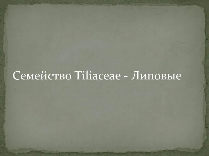 Семейство Tiliaceae - Липовые