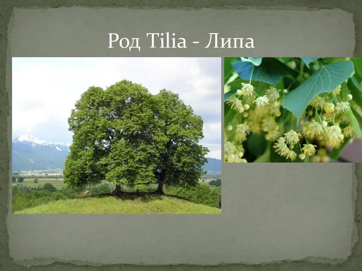 Род Tilia - Липа