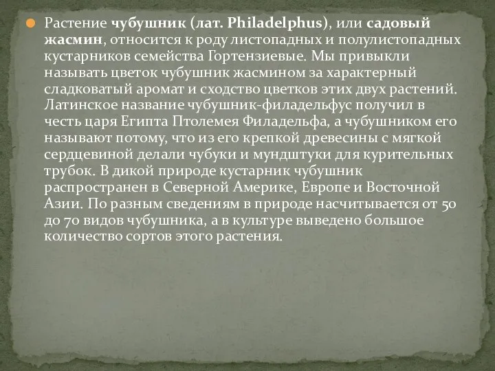 Растение чубушник (лат. Philadelphus), или садовый жасмин, относится к роду листопадных