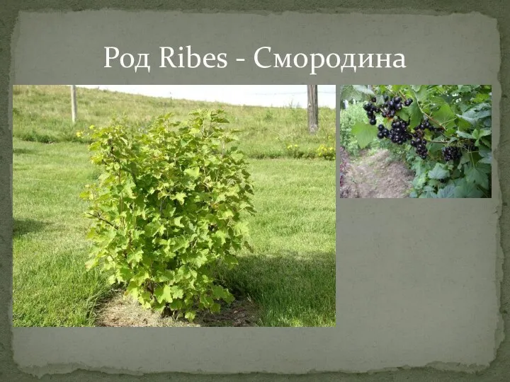 Род Ribes - Смородина