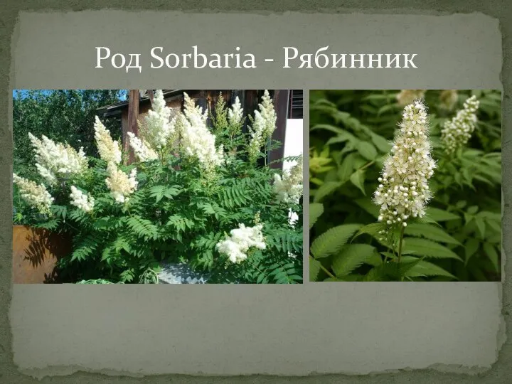 Род Sorbaria - Рябинник