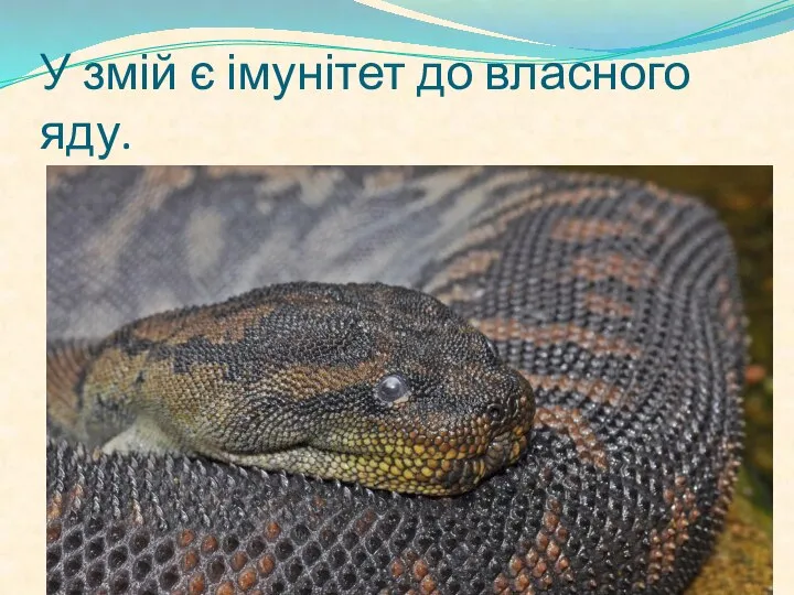 У змій є імунітет до власного яду.