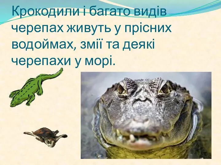 Крокодили і багато видів черепах живуть у прісних водоймах, змії та деякі черепахи у морі.