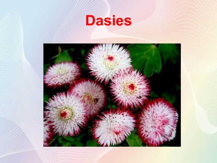 Dasies