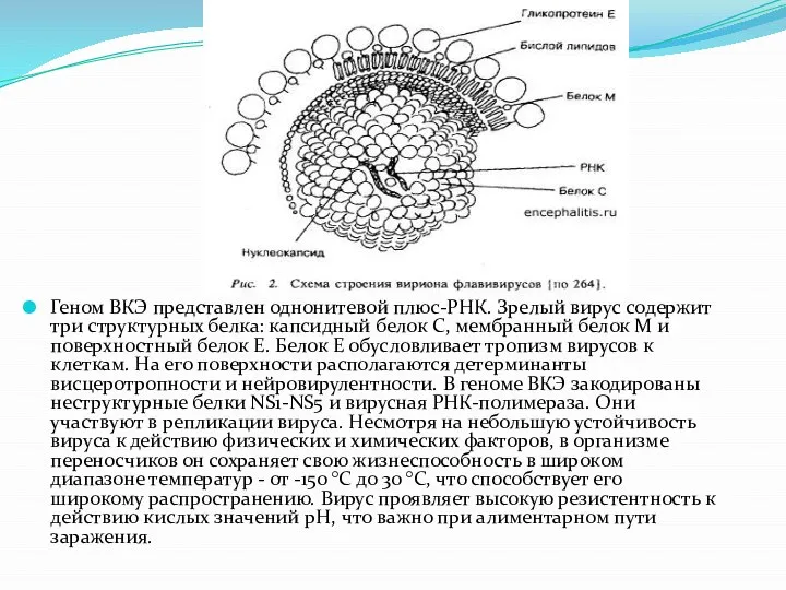 Геном ВКЭ представлен однонитевой плюс-РНК. Зрелый вирус содержит три структурных белка: