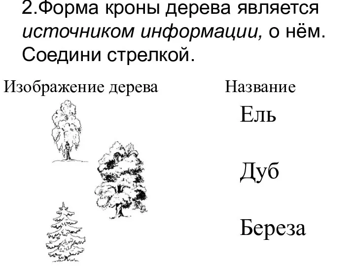 Изображение дерева Название 2.Форма кроны дерева является источником информации, о нём. Соедини стрелкой. Ель Дуб Береза