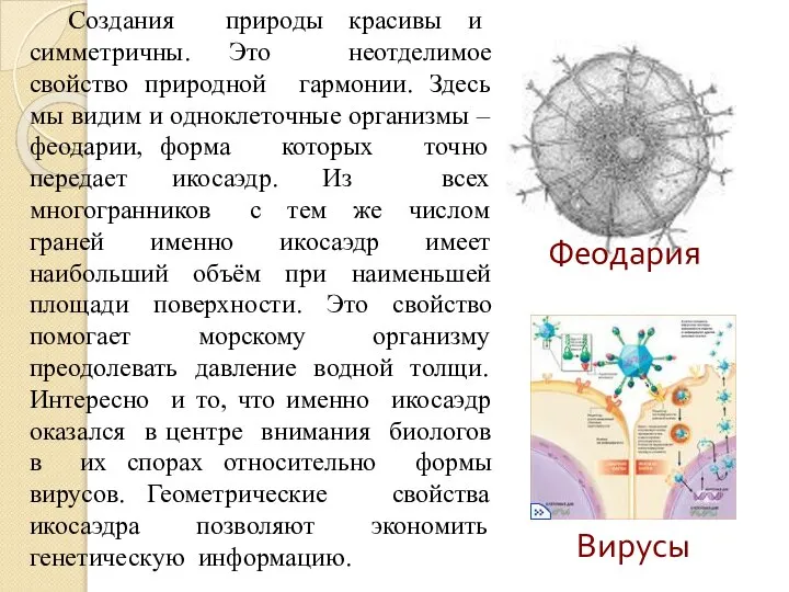 Феодария Вирусы Создания природы красивы и симметричны. Это неотделимое свойство природной