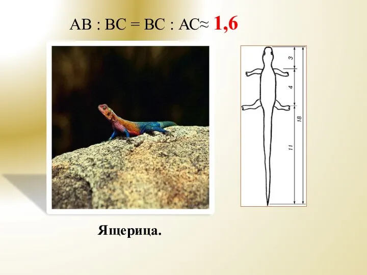 Ящерица. AB : BC = BC : АС≈ 1,6