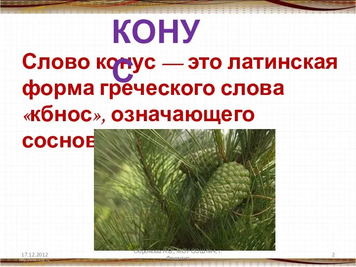 Слово конус — это латинская форма греческого слова«кбнос», означающего сосновая шишка.