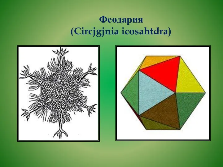 Феодария (Circjgjnia icosahtdra)