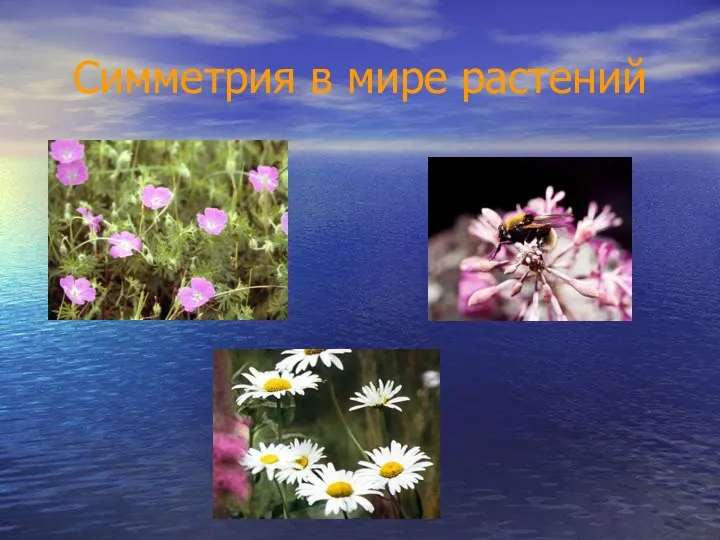 Симметрия в мире растений