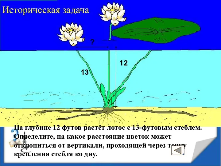 12 12 ? 13 На глубине 12 футов растёт лотос с