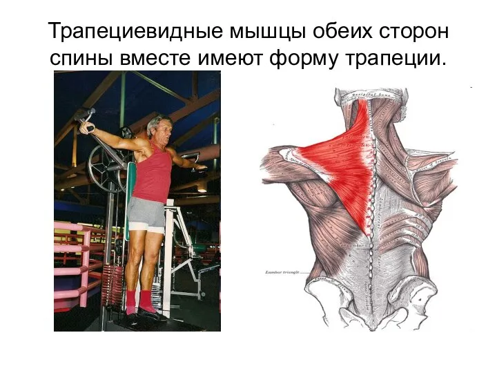 Трапециевидные мышцы обеих сторон спины вместе имеют форму трапеции.